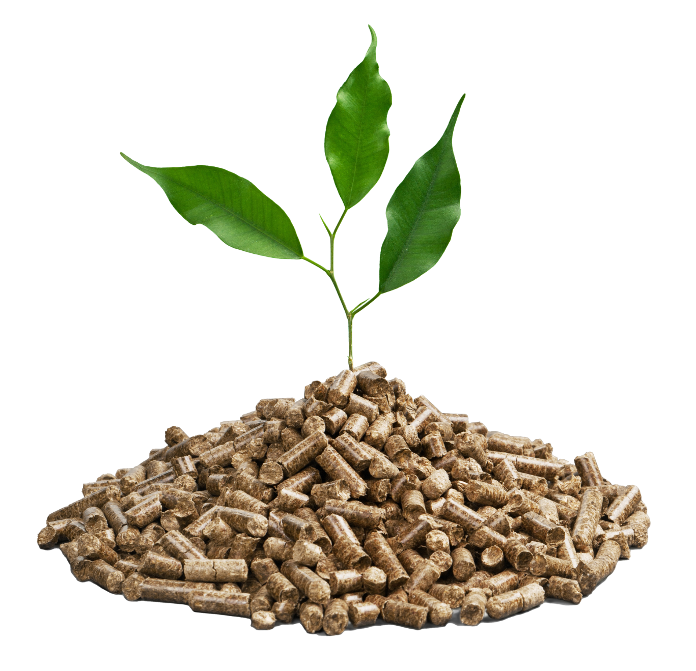 Biomass